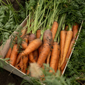 Hutterite Produce