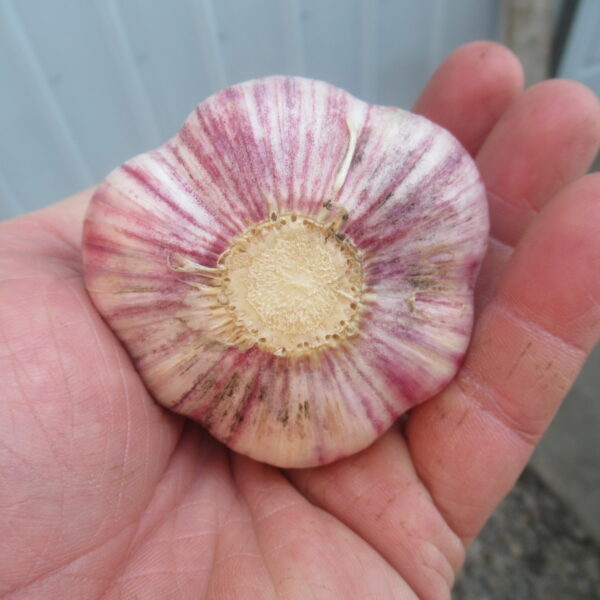 Red Russian Garlic