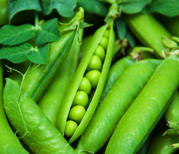 Pea (In a Pod)