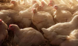 Kings Natural Chicken