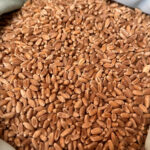 Wheat Berries (3 lbs)