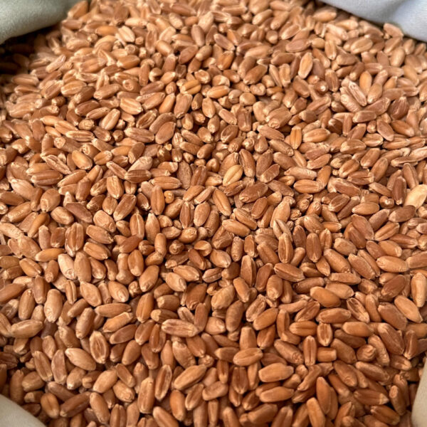 Wheat Berries (3 lbs)