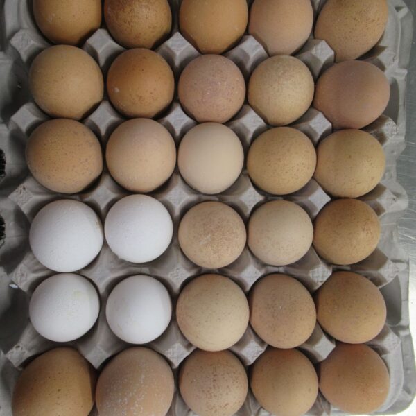Roughshell Eggs (15 Dozen/180 Eggs)