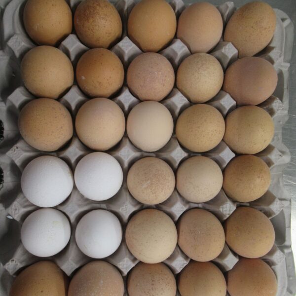 Roughshell Eggs