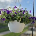 Farm-Fresh Hanging Baskets & Potted Patio Flowers