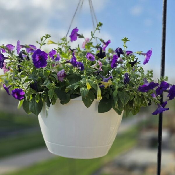 Farm-Fresh Hanging Baskets & Potted Patio Flowers