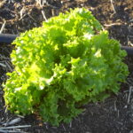 Leaf Lettuce (1/2 lb bag)