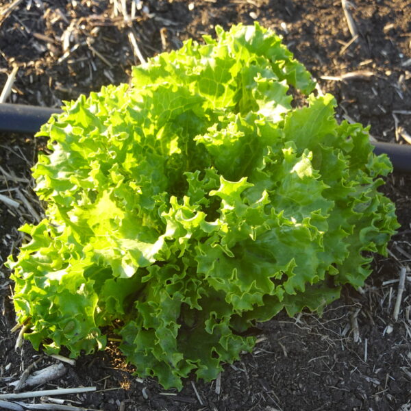 Leaf Lettuce (1/2 lb bag)