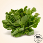 Crisp Colony-Grown Romaine Lettuce