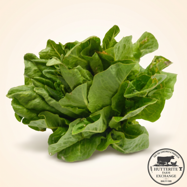 Crisp Colony-Grown Romaine Lettuce
