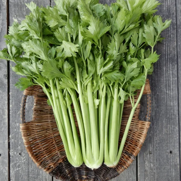 Farm-Fresh Alberta Celery